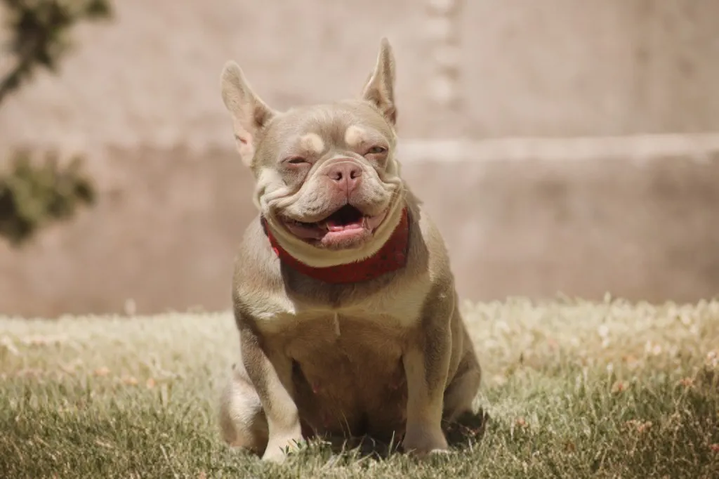 femelle bouledogue français isabella tan new shade à la plage