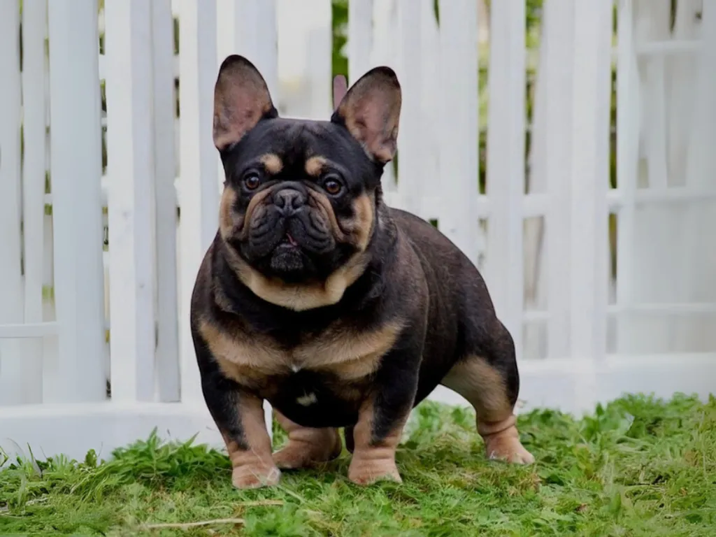 bouledogue français black tan pris en photo dans l'herbe blackson of scbc