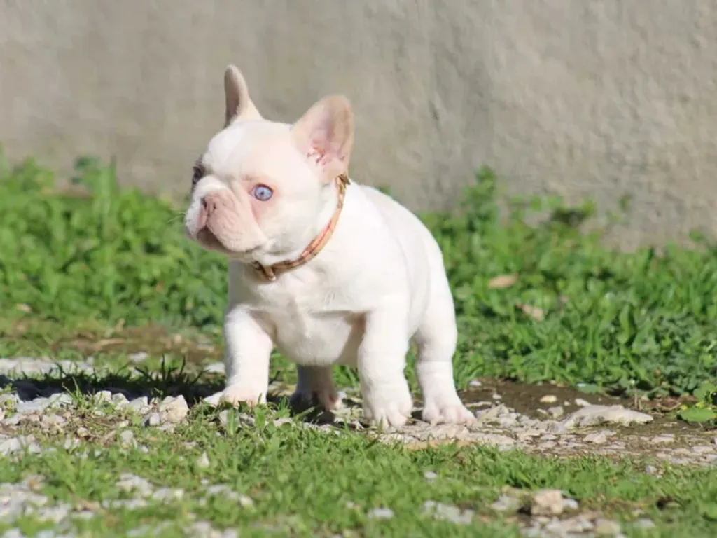 photo d'un chiot bouledogue français platinium aux yeux bleus clairs dans un jardin