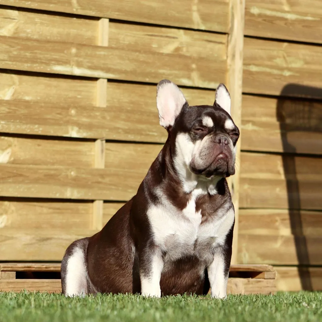 rosalie femelle bouledogue français exotique cocoa tan (chocolat trico) pose en plein soleil