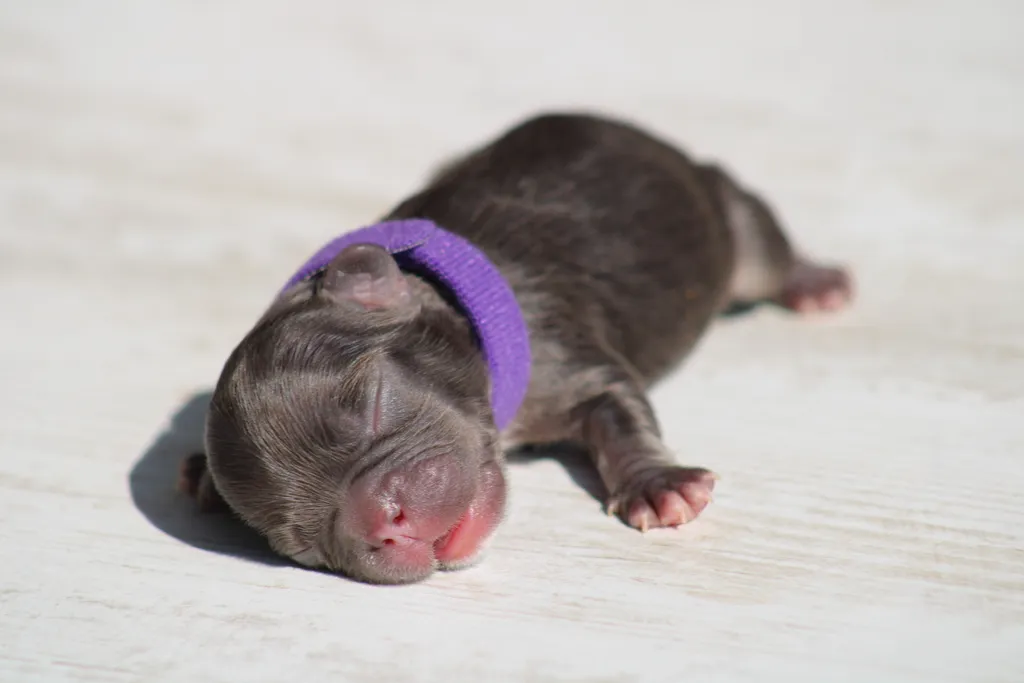 chiot femelle bouledogue français cocoa tan fluffy disponible à la réservation