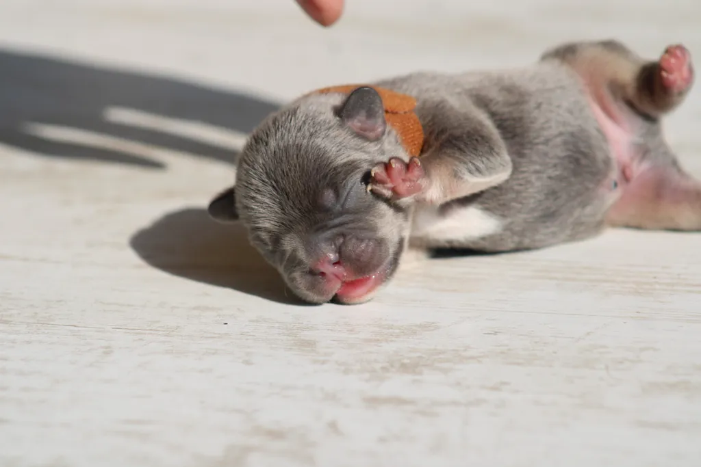 Chiots male bouledogue français exotique couleur lilas tan poils court disponible à la réservation