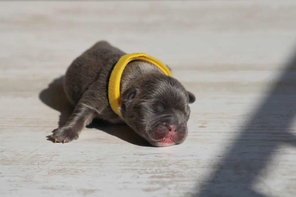 Chiots femelle bouledogue français exotique couleur lilas tan disponible à la réservation